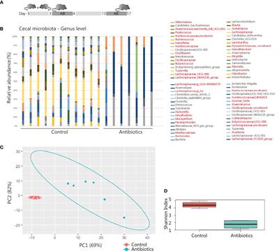 Antibiotic Intervention Affects Maternal Immunity During Gestation in Mice